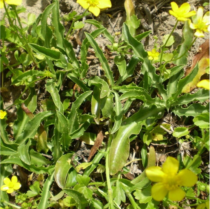 Flore de la Corse