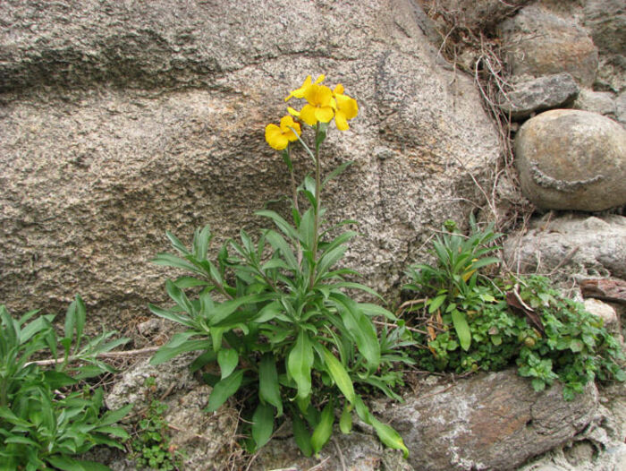 Flore de la Corse