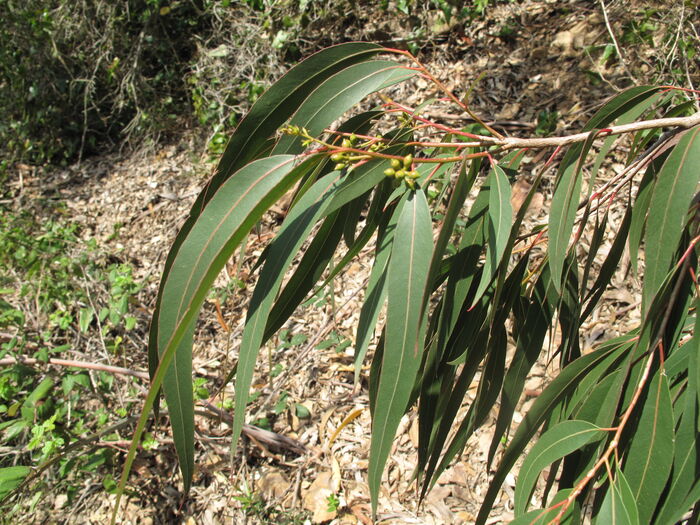 Flore de la Corse