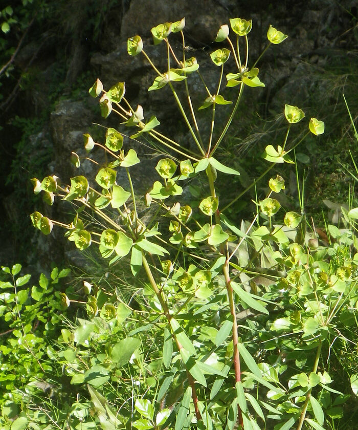 Flore de la Corse