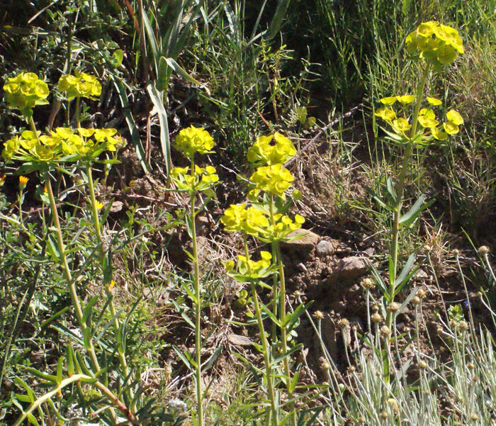 Flore de la Corse