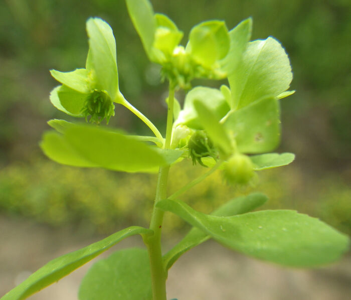 Flore de la Corse