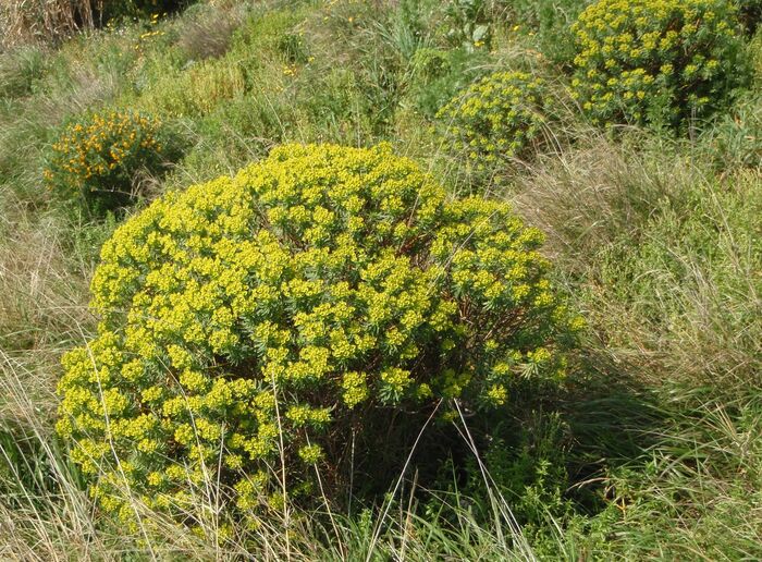 Flore de la Corse