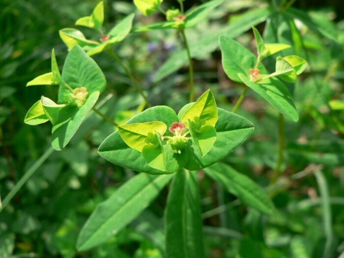 Flore de la Corse