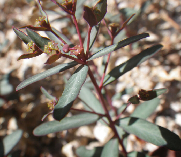 Flore de la Corse