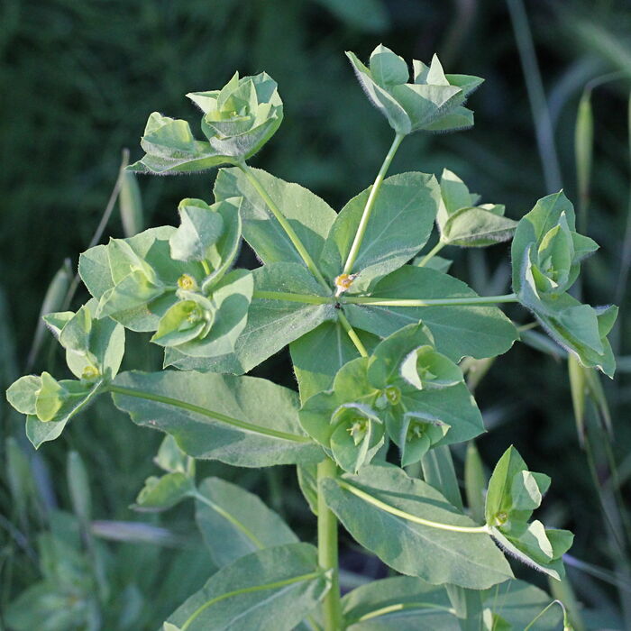 Flore de la Corse