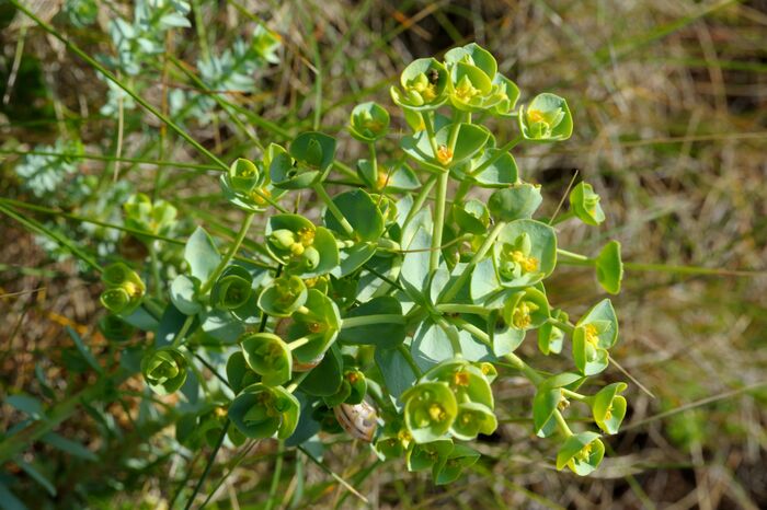 Flore de la Corse