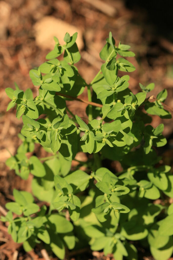 Flore de la Corse