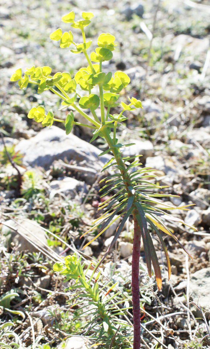 Flore de la Corse