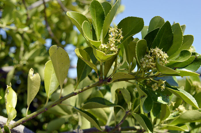 Flore de la Corse