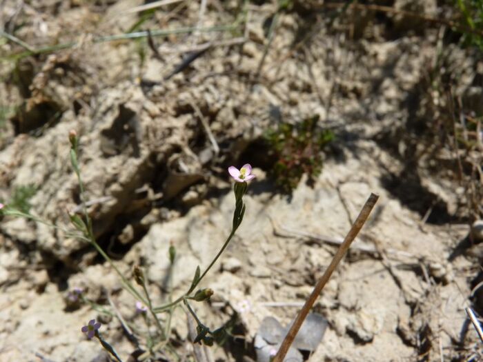 Flore de la Corse