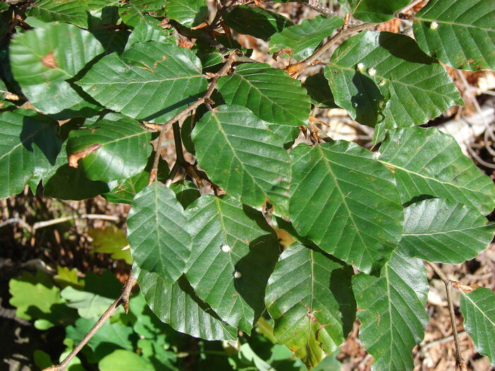 Flore de la Corse