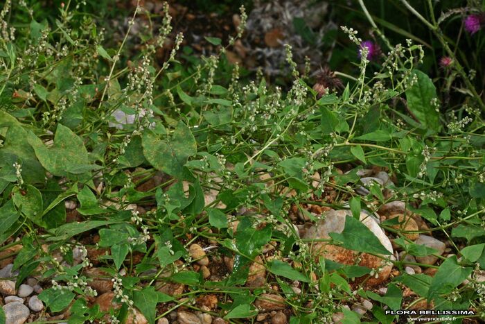 Flore de la Corse