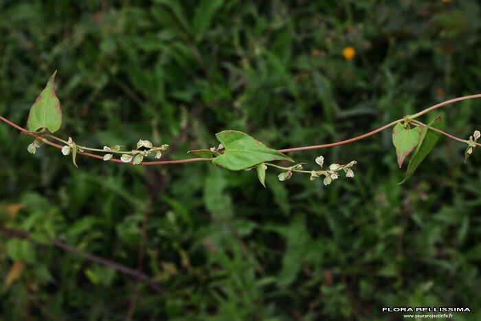 Flore de la Corse