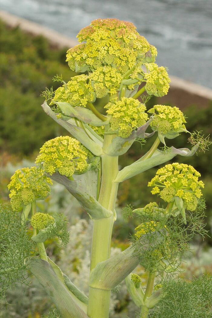 Flore de la Corse