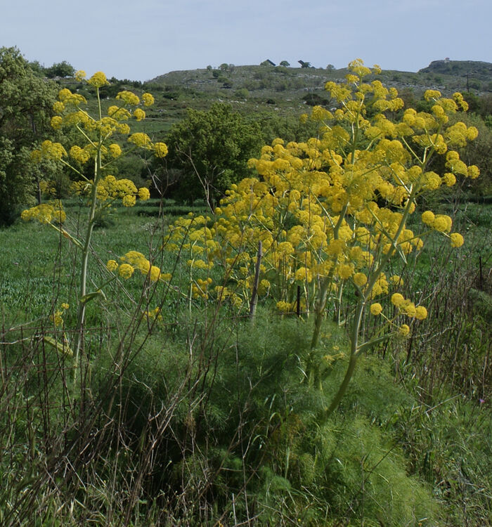 Flore de la Corse