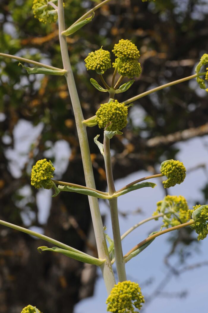 Flore de la Corse