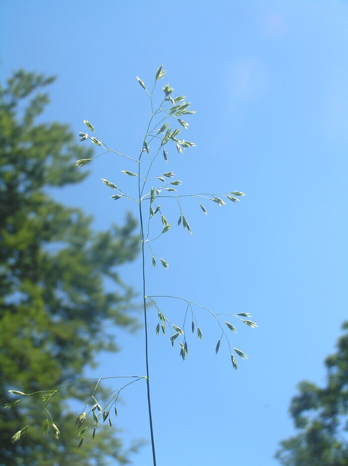 Flore de la Corse