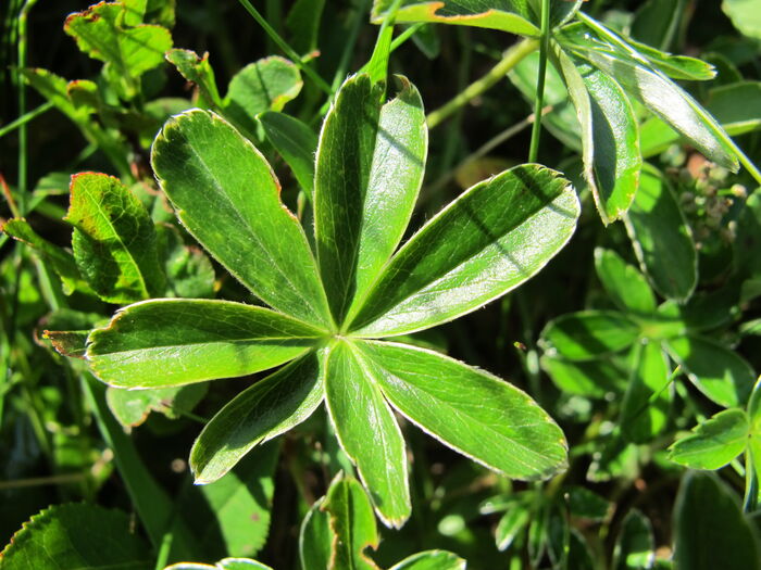 Flore de la Corse