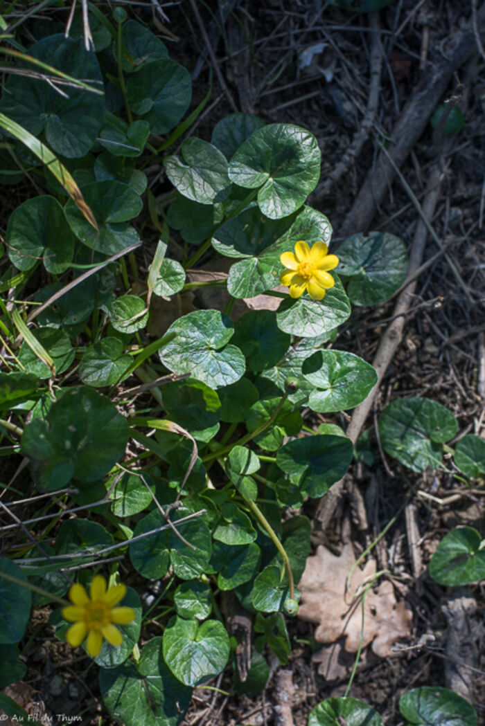 Flore de la Corse