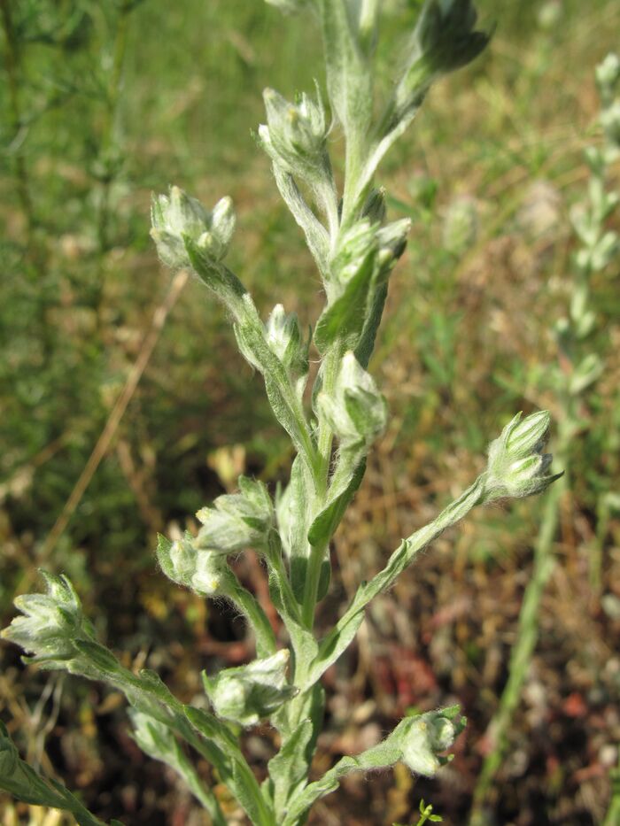 Flore de la Corse