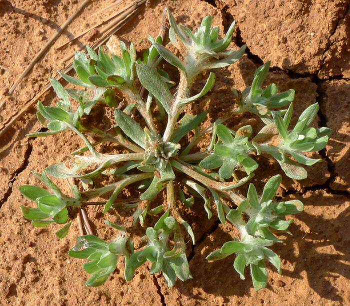 Flore de la Corse