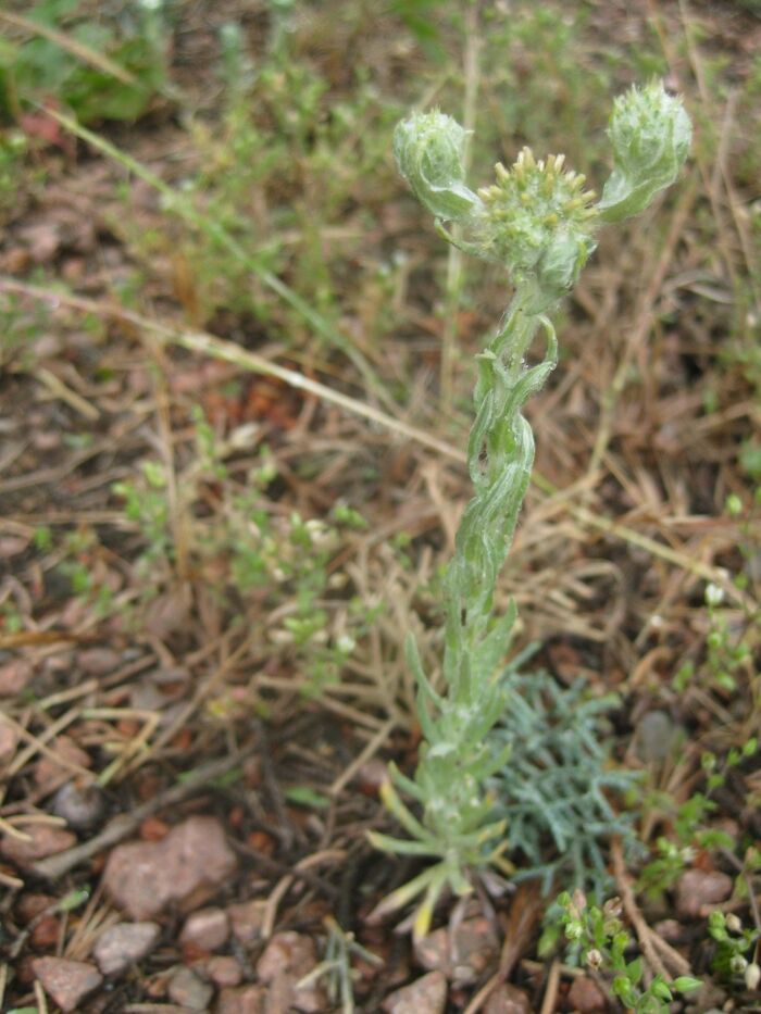 Flore de la Corse