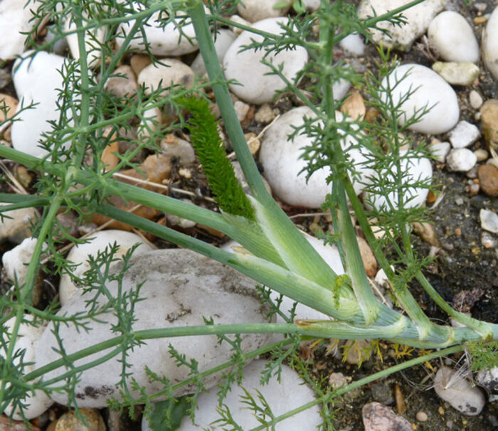 Flore de la Corse