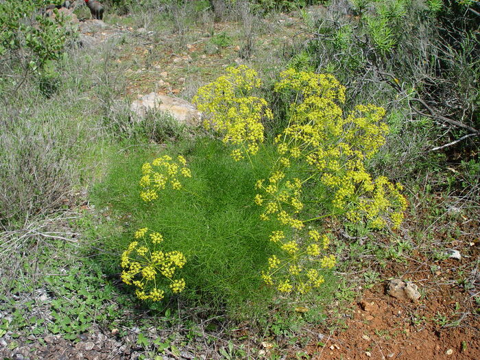 Flore de la Corse