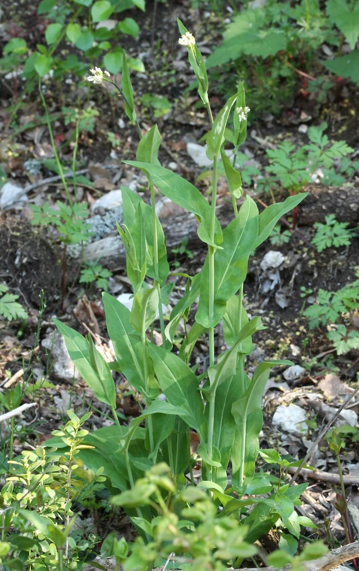 Flore de la Corse