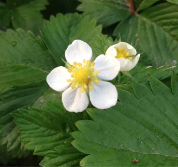 Flore de la Corse