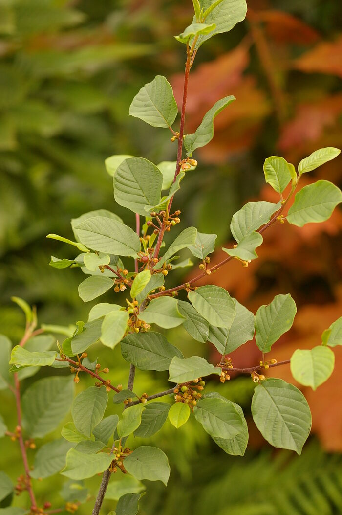 Flore de la Corse