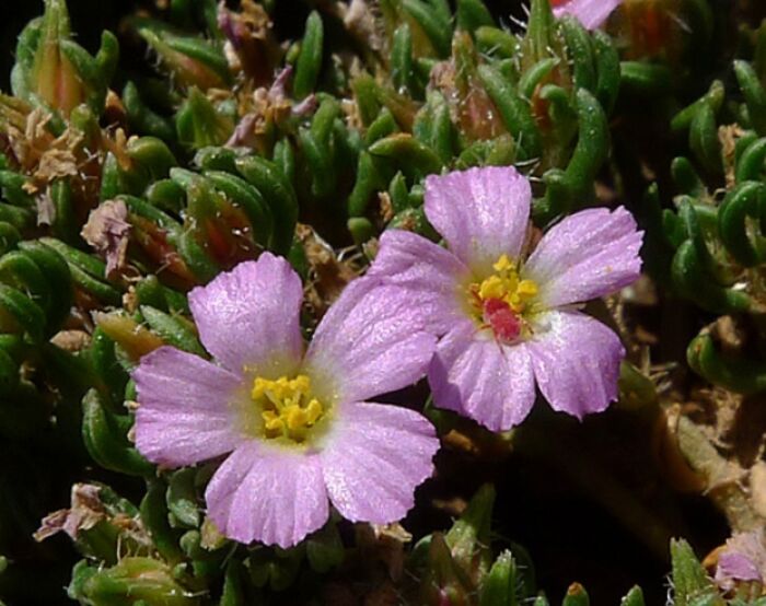 Flore de la Corse