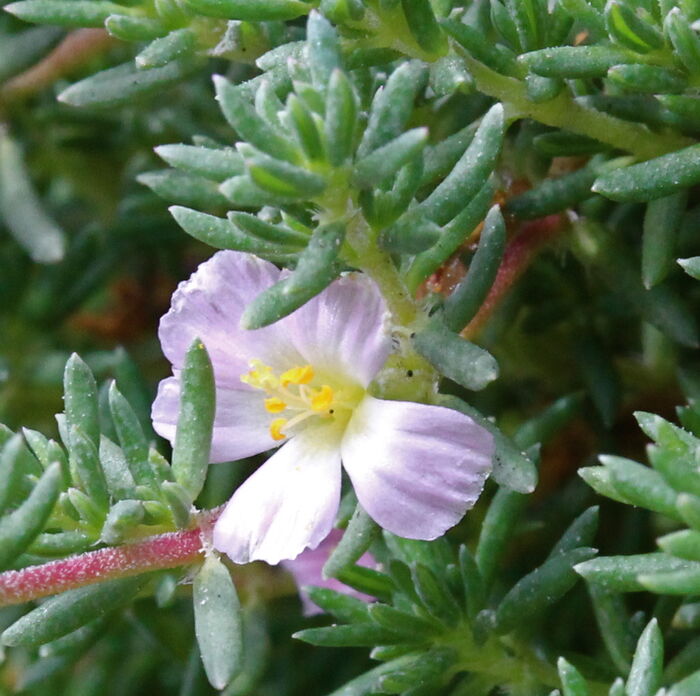 Flore de la Corse