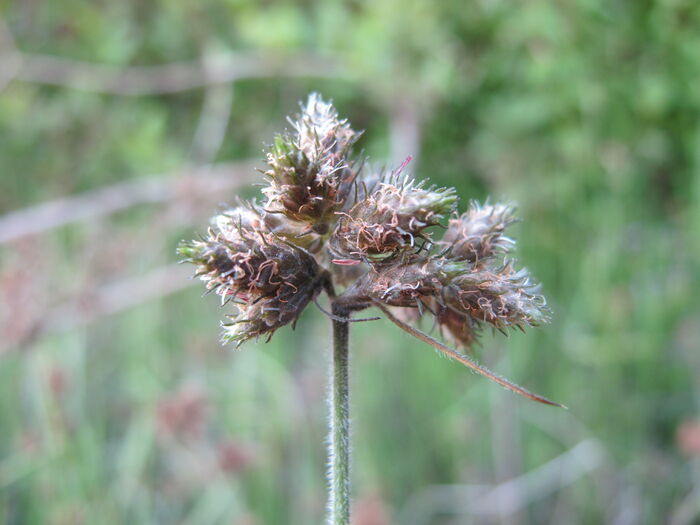 Flore de la Corse