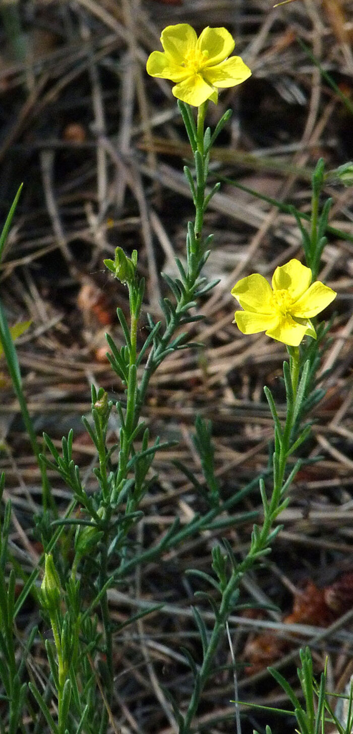 Flore de la Corse