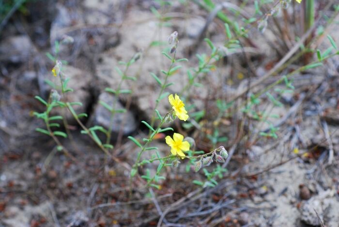 Flore de la Corse