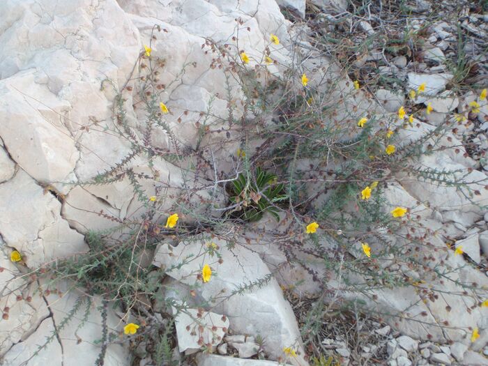 Flore de la Corse