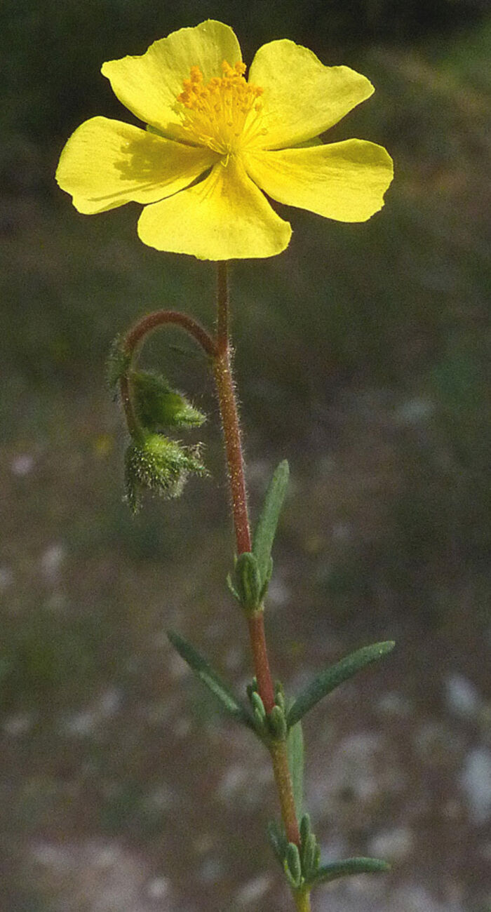 Flore de la Corse