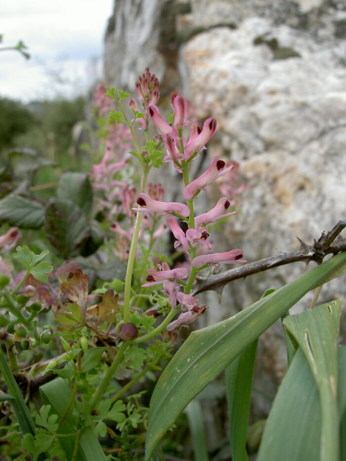 Flore de la Corse