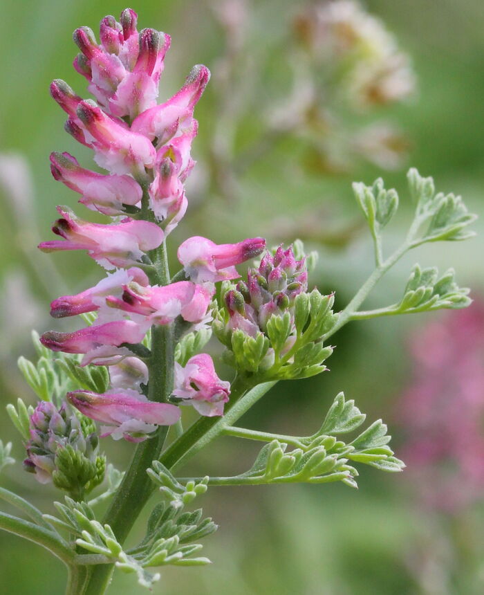 Flore de la Corse