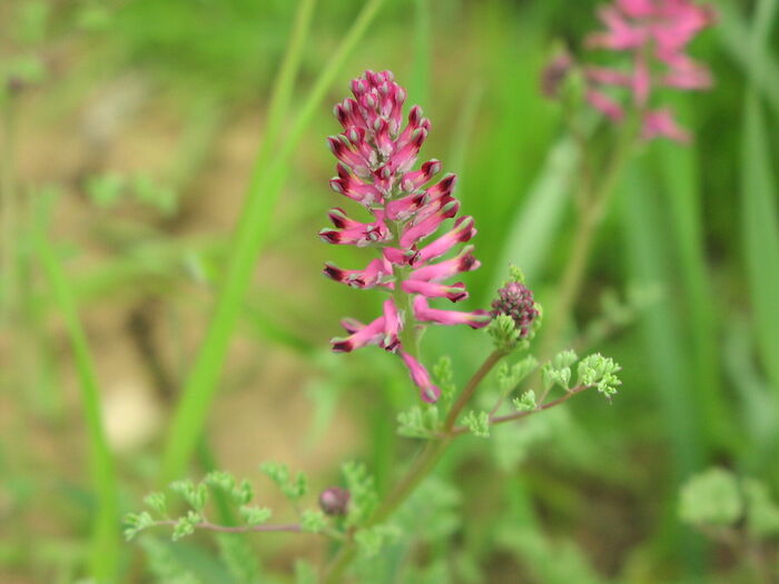 Flore de la Corse