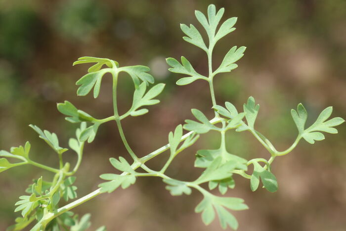 Flore de la Corse