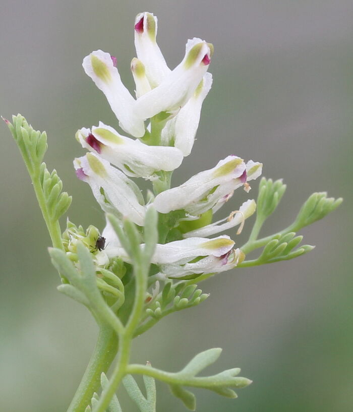 Flore de la Corse