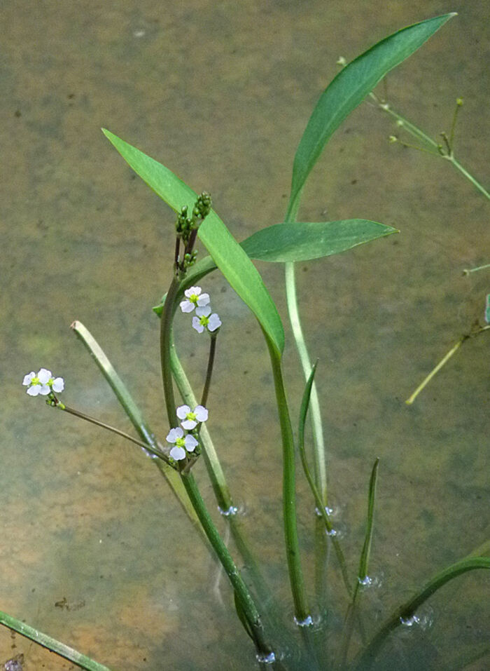 Flore de la Corse