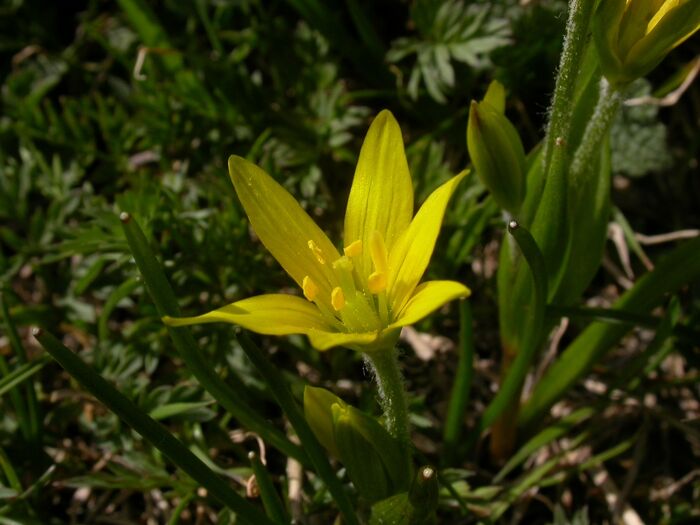 Flore de la Corse