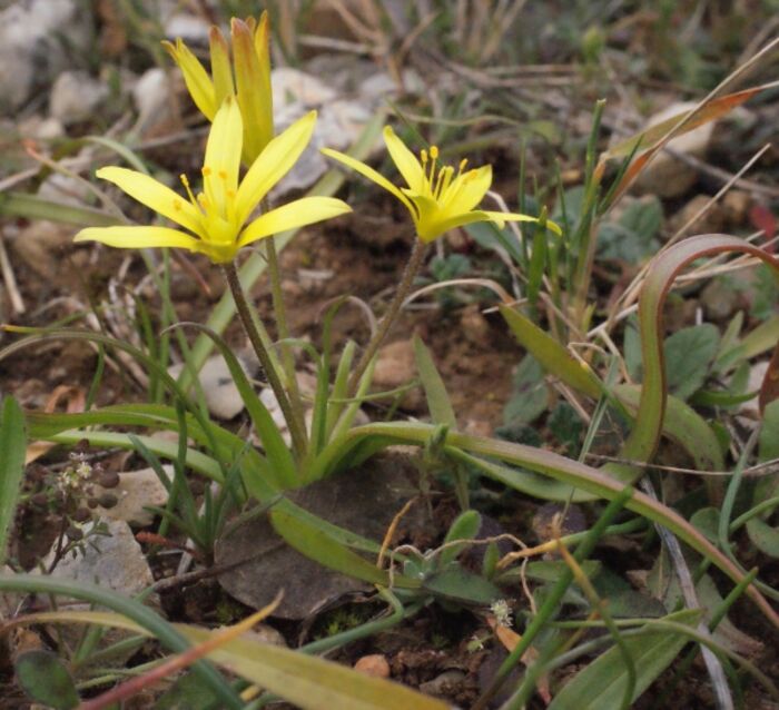 Flore de la Corse