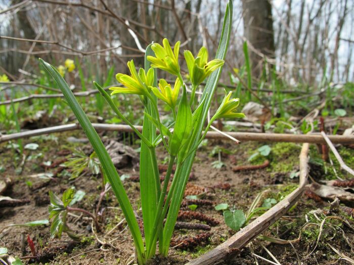 Flore de la Corse