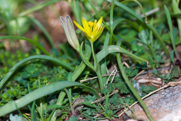 Flore de la Corse