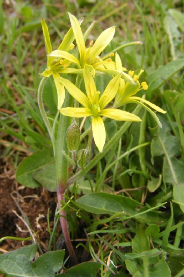 Flore de la Corse